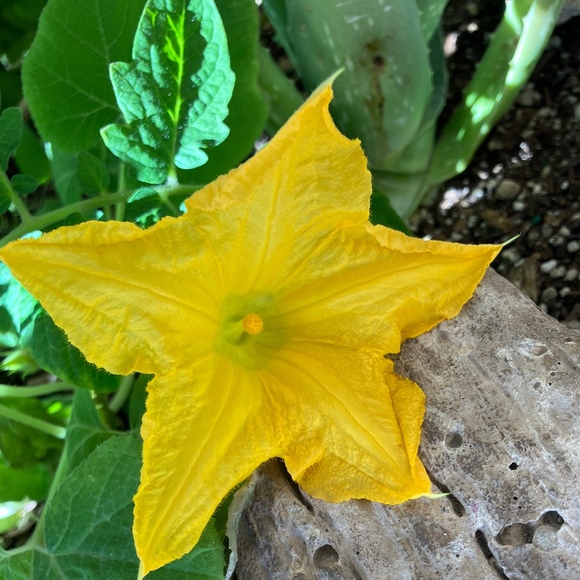 Meet your Posher, Patti - Picture 1 of 1